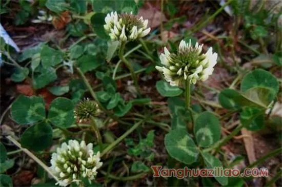 白车轴草常见虫害及防治方法，地老虎换土撒药