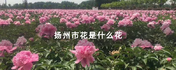 扬州市花是什么花