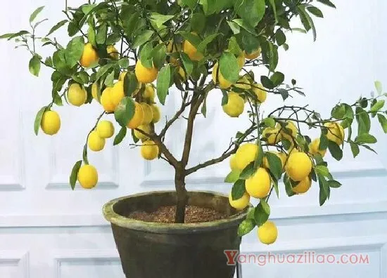 柠檬1