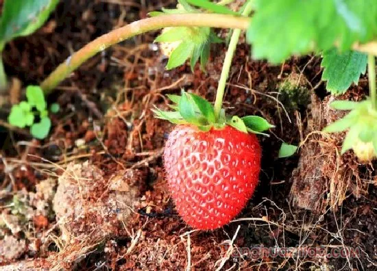 草莓1(12)