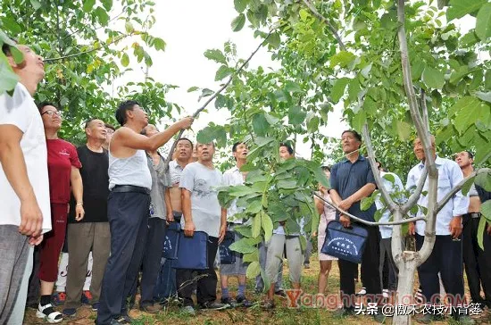 小小钻心虫，果树大危害，防治有技巧，果农使用这几招