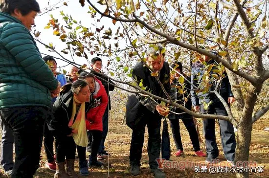 小小钻心虫，果树大危害，防治有技巧，果农使用这几招