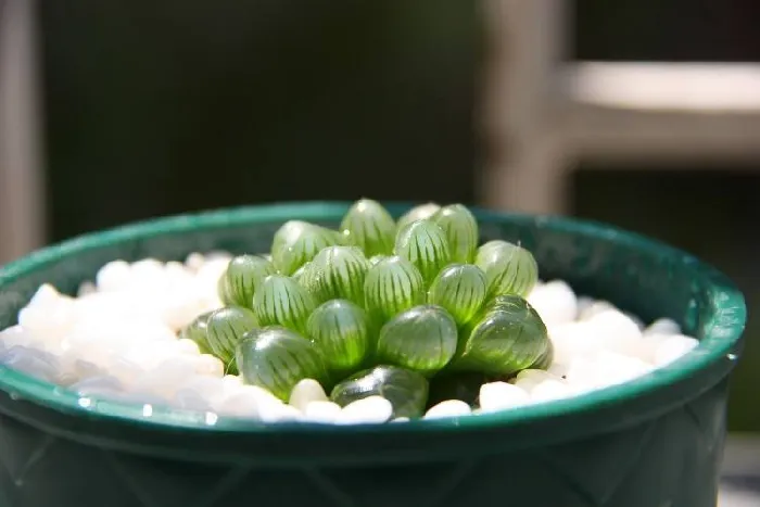 姬玉露：百合科十二卷属多肉植物