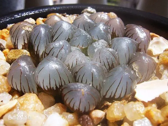 冰灯玉露：多肉植物玉露中的极品