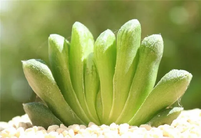 玉扇：阿福花科瓦苇属多肉植物