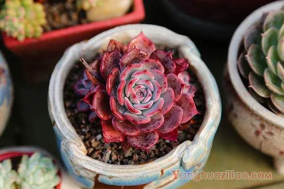 劳伦斯：景天科拟石莲花属多肉植物