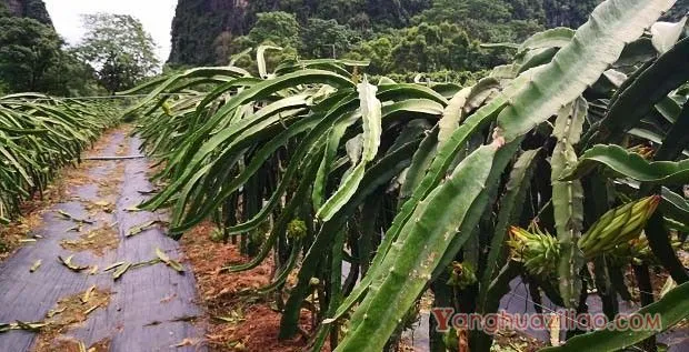 种植火龙果可以喷施芸苔素吗？