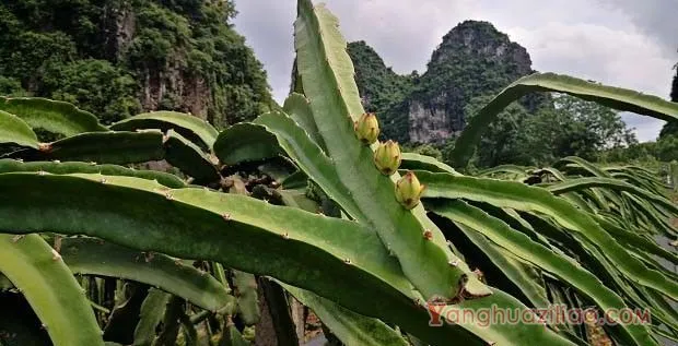 种植火龙果可以喷施芸苔素吗？