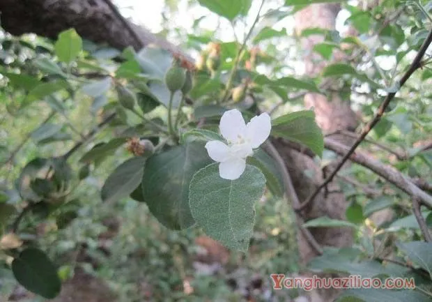 造成苹果树座果率低的原因是什么？