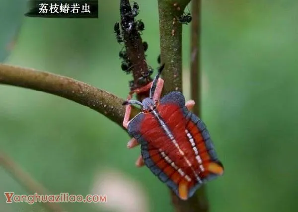 种龙眼如何防治荔枝蝽？