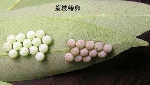 种龙眼如何防治荔枝蝽？