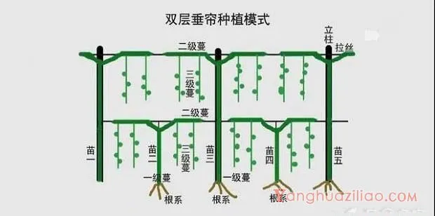 百香果双层垂帘式种植方法