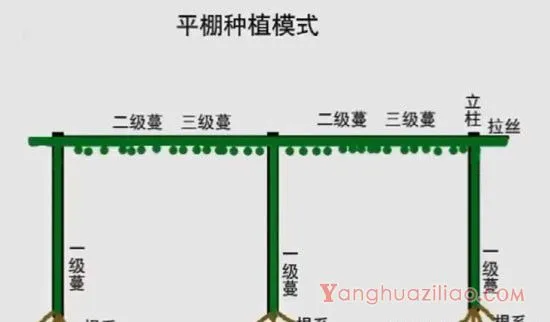 百香果双层垂帘式种植方法