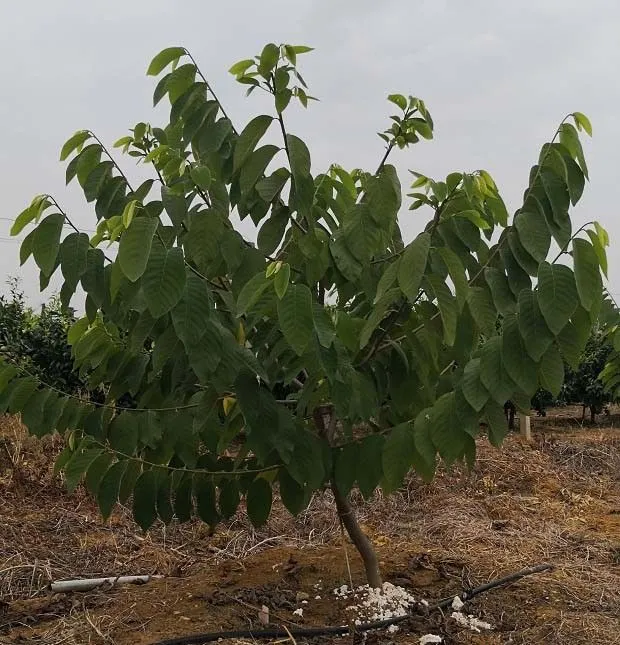 种植番荔枝适宜采用哪种树形？