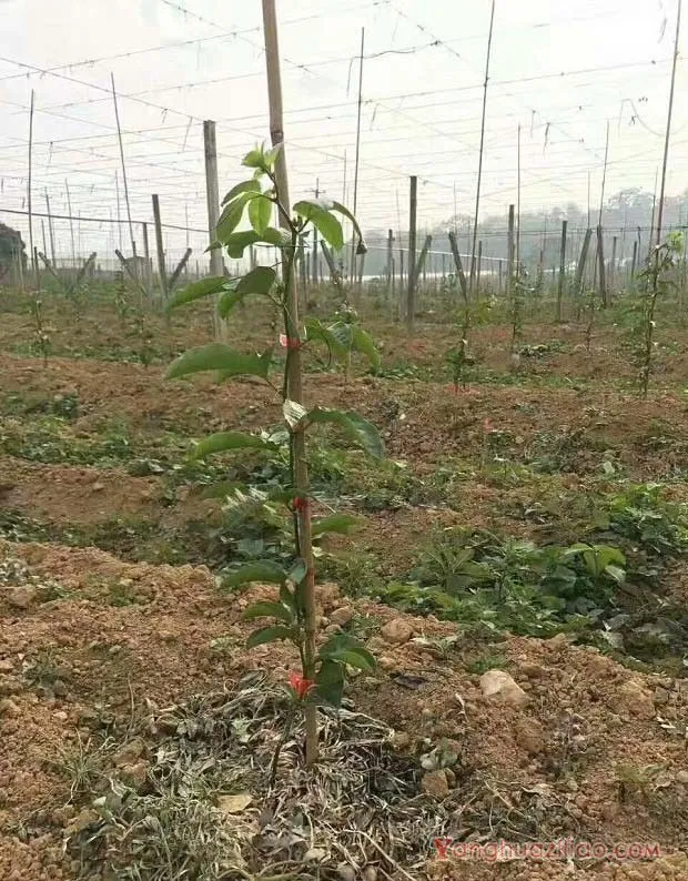 百香果种植条件及地区有哪些？