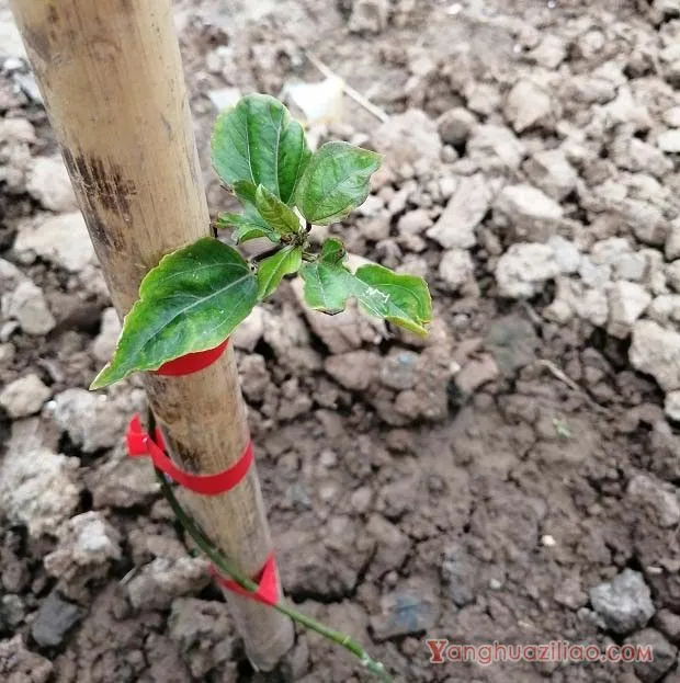 百香果种植条件及地区有哪些？