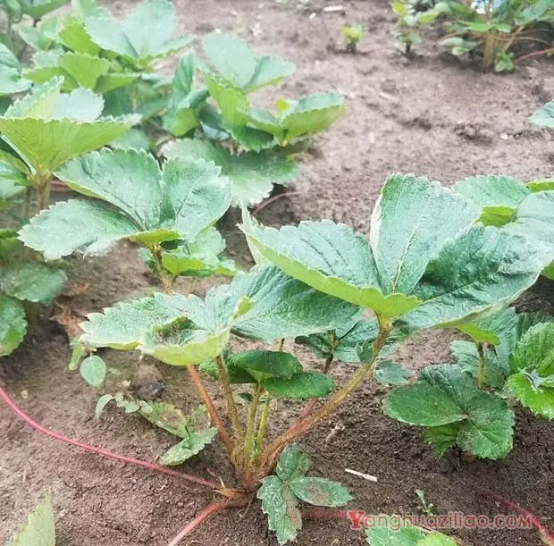 草莓种植中的植株管理