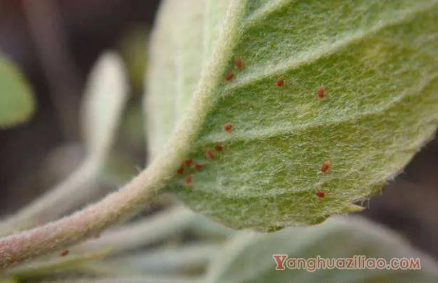 种植核桃如何防治山楂叶螨？