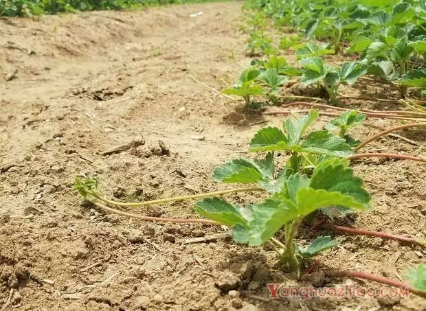 草莓种植中的植株管理