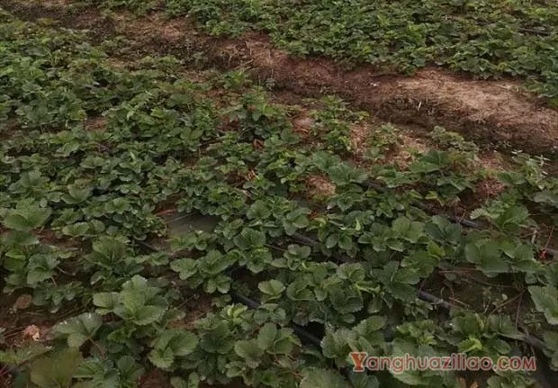 草莓种植中的植株管理