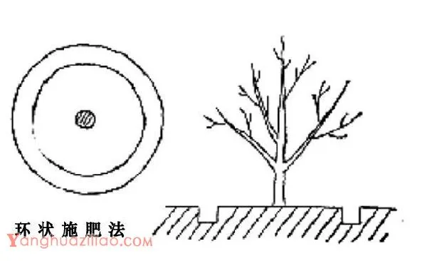 芒果树结果期如何施肥？