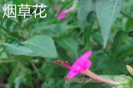 烟草花