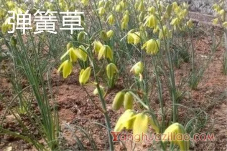 弹簧草花朵