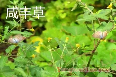 咸丰草植株