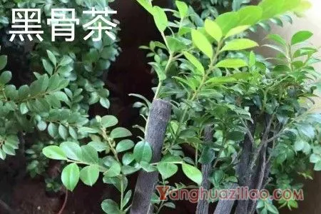 黑骨茶