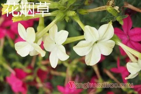 花烟草