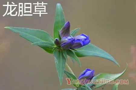 龙胆草