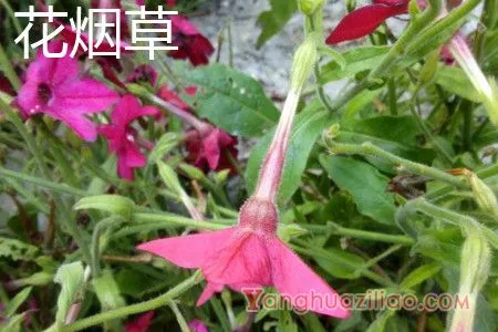 花烟草