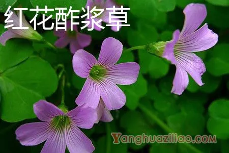 红花酢浆草叶片