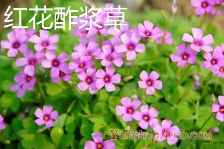 红花酢浆草植株