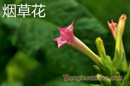 烟草花