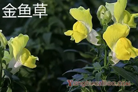 金鱼草