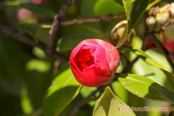 茶花