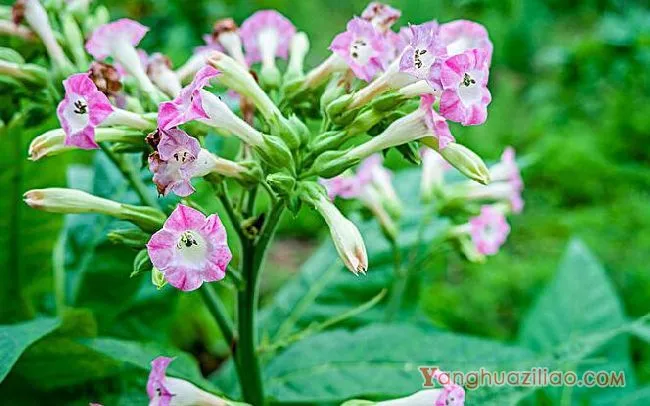 花烟草的花语，除了你之外别无他爱