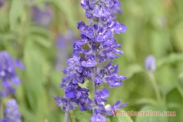 蓝花鼠尾草花语