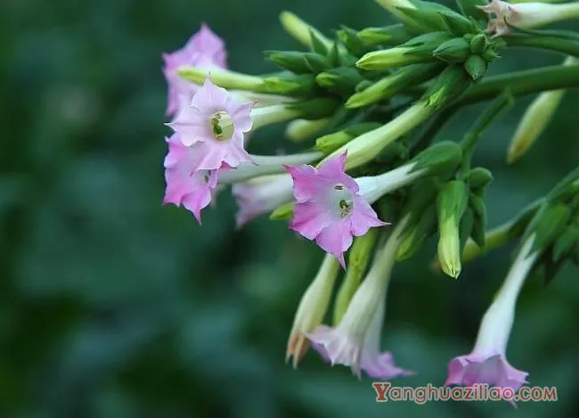 花烟草的花语，除了你之外别无他爱