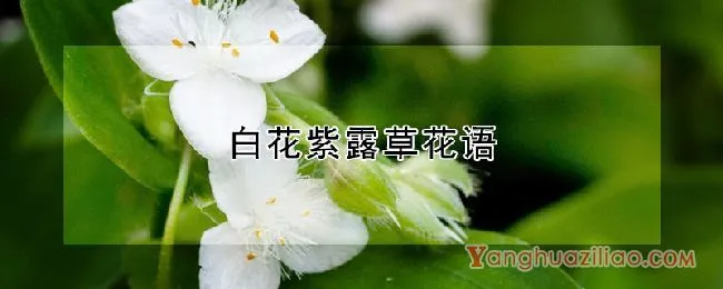 白花紫露草花语