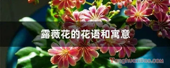 露薇花的花语和寓意