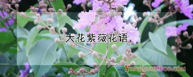 大花紫薇花语