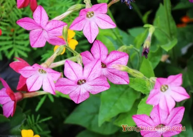 花烟草的花语，除了你之外别无他爱