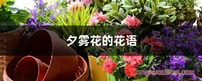 夕雾花的花语