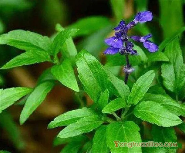 兰花鼠尾草花期花语 蓝花鼠尾草的繁殖方法和种植技术