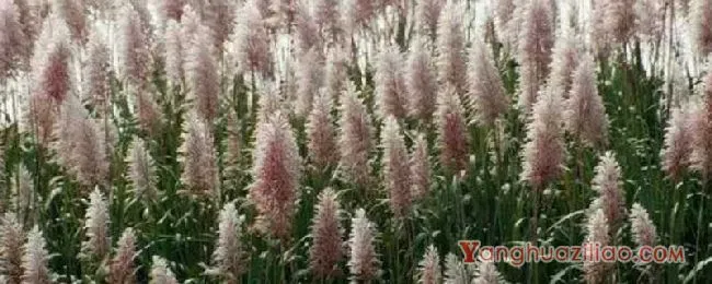 甘蔗花束花语 甘蔗花束的寓意