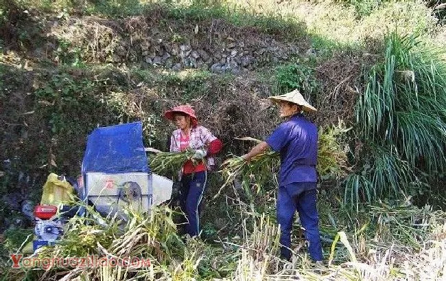 种植薏苡如何采收？