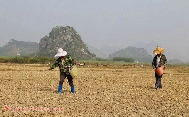 当归定植地要如何平整？