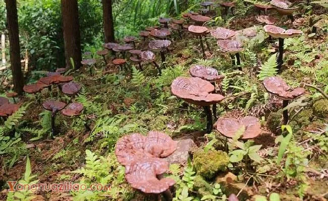 野生灵芝和人工种植的灵芝哪个比较好？